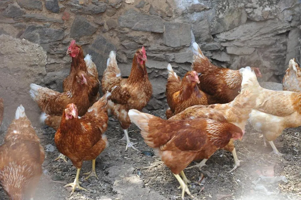 Séjour à la ferme Agriturismo Finagliosu Palmadula Italie